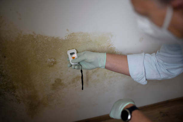 Forensic Mold Investigation in Grove Hill, AL